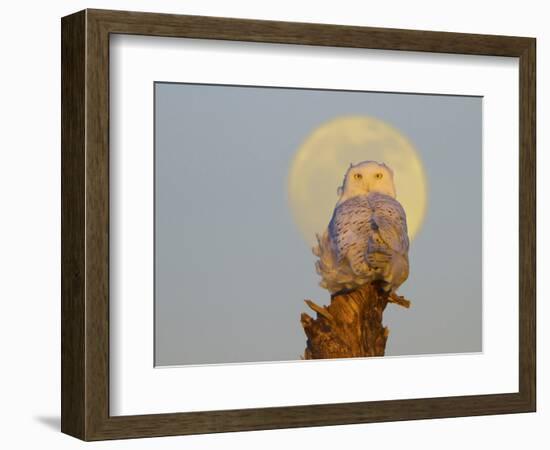 A Snowy Owl (Bubo Scandiacus) Sits on a Perch at Sunset, Damon Point, Ocean Shores, Washington, USA-Gary Luhm-Framed Photographic Print