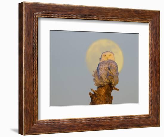 A Snowy Owl (Bubo Scandiacus) Sits on a Perch at Sunset, Damon Point, Ocean Shores, Washington, USA-Gary Luhm-Framed Photographic Print