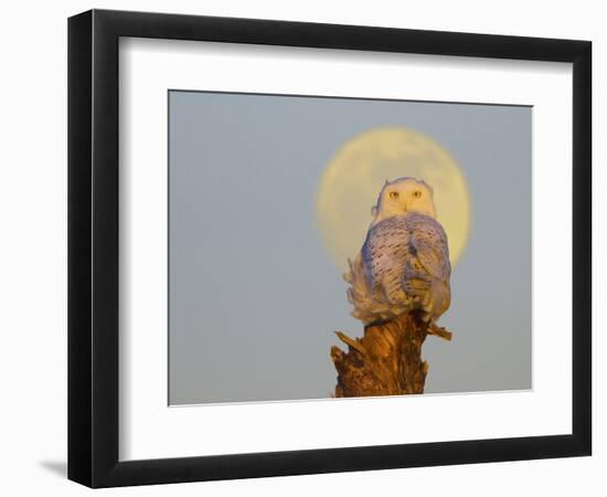 A Snowy Owl (Bubo Scandiacus) Sits on a Perch at Sunset, Damon Point, Ocean Shores, Washington, USA-Gary Luhm-Framed Photographic Print