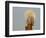 A Snowy Owl (Bubo Scandiacus) Sits on a Perch at Sunset, Damon Point, Ocean Shores, Washington, USA-Gary Luhm-Framed Photographic Print