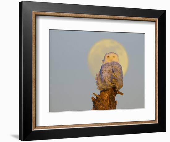 A Snowy Owl (Bubo Scandiacus) Sits on a Perch at Sunset, Damon Point, Ocean Shores, Washington, USA-Gary Luhm-Framed Photographic Print