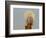 A Snowy Owl (Bubo Scandiacus) Sits on a Perch at Sunset, Damon Point, Ocean Shores, Washington, USA-Gary Luhm-Framed Photographic Print