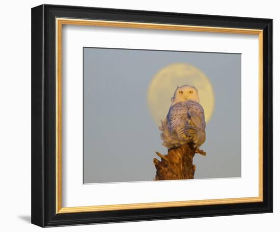 A Snowy Owl (Bubo Scandiacus) Sits on a Perch at Sunset, Damon Point, Ocean Shores, Washington, USA-Gary Luhm-Framed Photographic Print