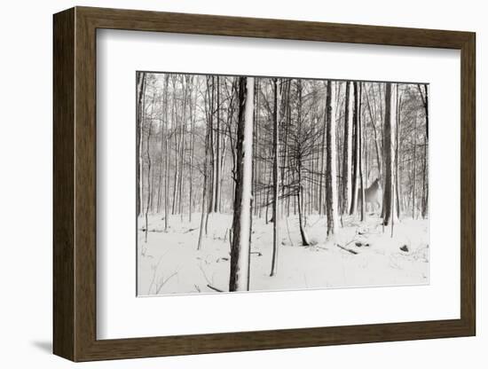 A Snowy Walk I-James McLoughlin-Framed Photographic Print