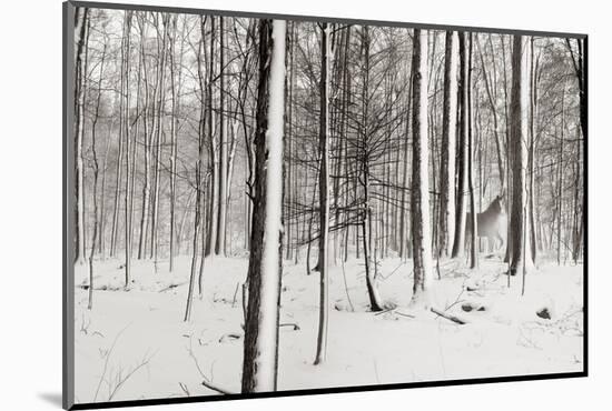 A Snowy Walk I-James McLoughlin-Mounted Photographic Print