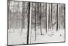 A Snowy Walk I-James McLoughlin-Mounted Photographic Print