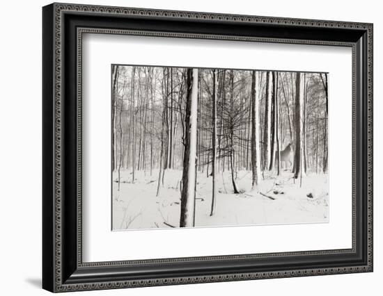 A Snowy Walk I-James McLoughlin-Framed Photographic Print