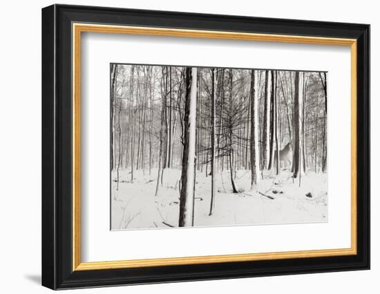 A Snowy Walk I-James McLoughlin-Framed Photographic Print