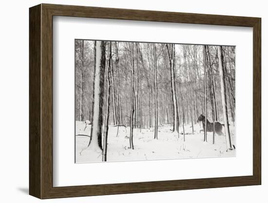 A Snowy Walk II-James McLoughlin-Framed Photographic Print