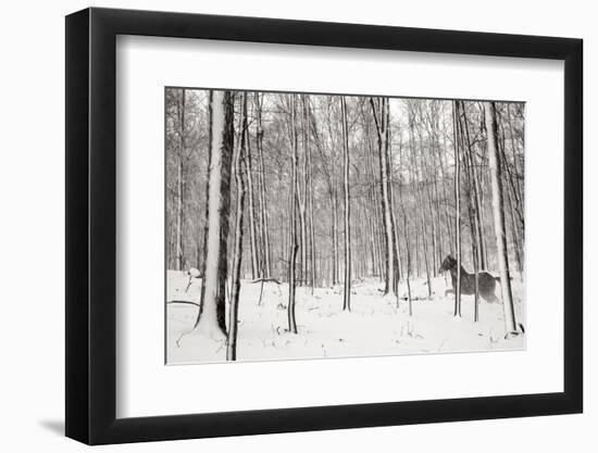 A Snowy Walk II-James McLoughlin-Framed Photographic Print