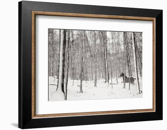 A Snowy Walk II-James McLoughlin-Framed Photographic Print