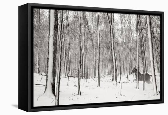 A Snowy Walk II-James McLoughlin-Framed Premier Image Canvas