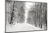 A Snowy Walk III-James McLoughlin-Mounted Photographic Print