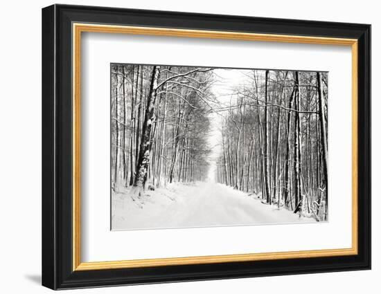 A Snowy Walk III-James McLoughlin-Framed Photographic Print