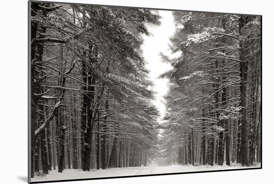 A Snowy Walk IV-James McLoughlin-Mounted Art Print