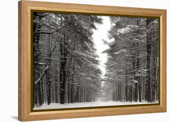 A Snowy Walk IV-James McLoughlin-Framed Stretched Canvas