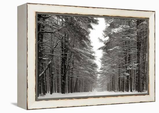 A Snowy Walk IV-James McLoughlin-Framed Stretched Canvas