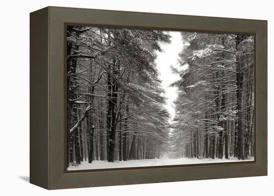 A Snowy Walk IV-James McLoughlin-Framed Stretched Canvas