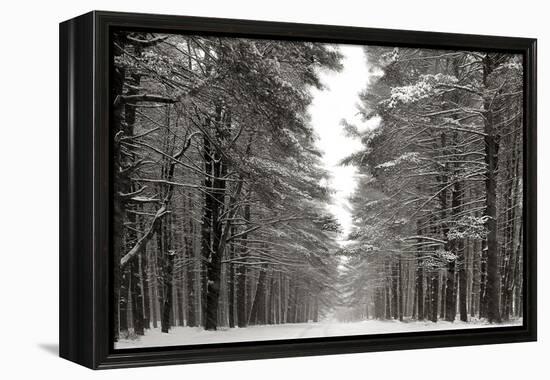 A Snowy Walk IV-James McLoughlin-Framed Stretched Canvas