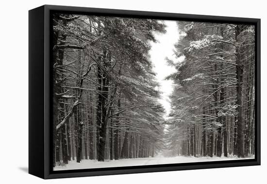 A Snowy Walk IV-James McLoughlin-Framed Stretched Canvas