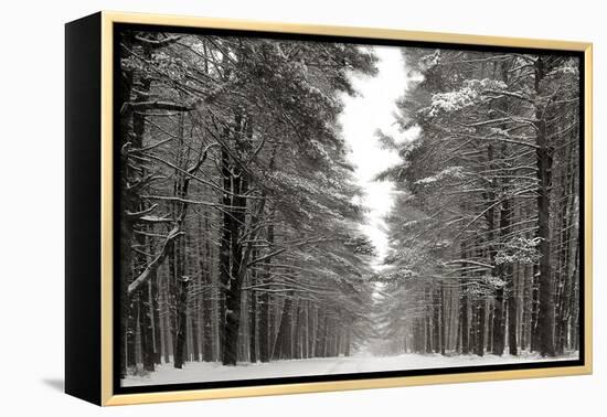 A Snowy Walk IV-James McLoughlin-Framed Stretched Canvas