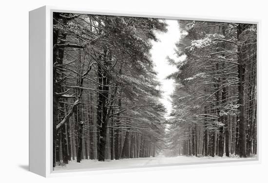 A Snowy Walk IV-James McLoughlin-Framed Stretched Canvas