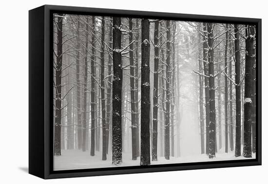 A Snowy Walk V-James McLoughlin-Framed Premier Image Canvas