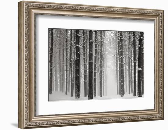 A Snowy Walk V-James McLoughlin-Framed Photographic Print