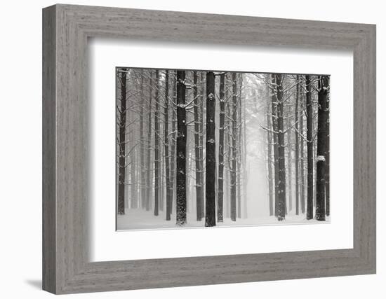 A Snowy Walk V-James McLoughlin-Framed Photographic Print