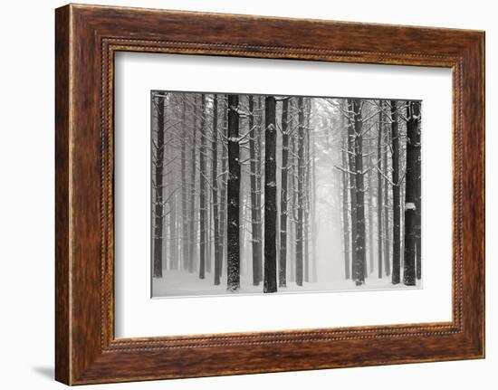 A Snowy Walk V-James McLoughlin-Framed Photographic Print