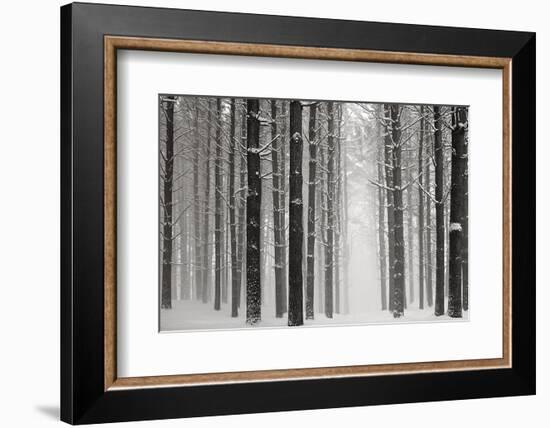 A Snowy Walk V-James McLoughlin-Framed Photographic Print