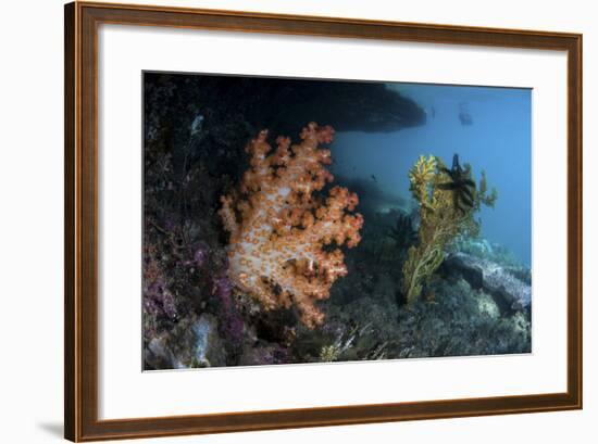 A Soft Coral Colony and Invertebrates in Raja Ampat, Indonesia-Stocktrek Images-Framed Photographic Print