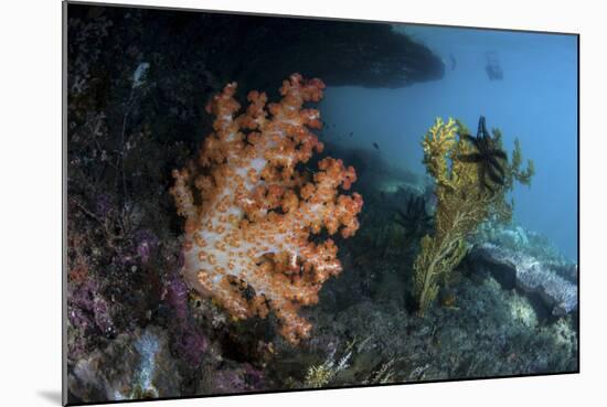 A Soft Coral Colony and Invertebrates in Raja Ampat, Indonesia-Stocktrek Images-Mounted Photographic Print