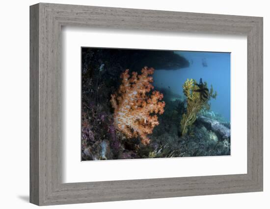 A Soft Coral Colony and Invertebrates in Raja Ampat, Indonesia-Stocktrek Images-Framed Photographic Print