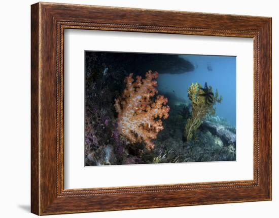 A Soft Coral Colony and Invertebrates in Raja Ampat, Indonesia-Stocktrek Images-Framed Photographic Print