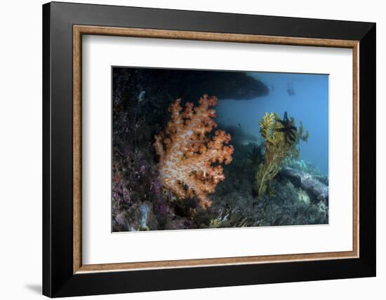 A Soft Coral Colony and Invertebrates in Raja Ampat, Indonesia-Stocktrek Images-Framed Photographic Print