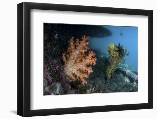 A Soft Coral Colony and Invertebrates in Raja Ampat, Indonesia-Stocktrek Images-Framed Photographic Print