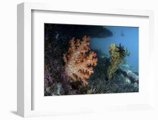 A Soft Coral Colony and Invertebrates in Raja Ampat, Indonesia-Stocktrek Images-Framed Photographic Print