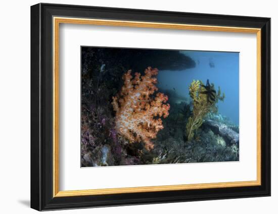 A Soft Coral Colony and Invertebrates in Raja Ampat, Indonesia-Stocktrek Images-Framed Photographic Print