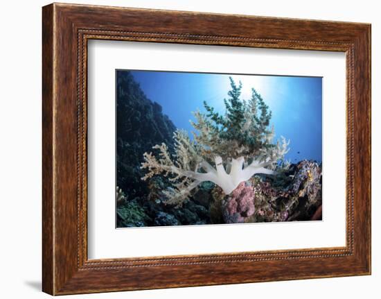 A Soft Coral Colony Grow on a Reef Near the Island of Sulawesi-Stocktrek Images-Framed Photographic Print