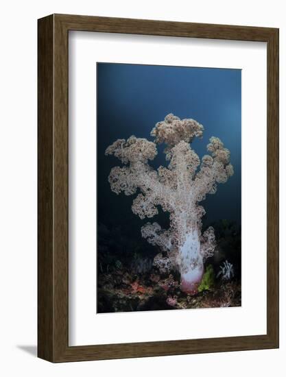 A Soft Coral Colony Grows on a Reef Slope in Indonesia-Stocktrek Images-Framed Photographic Print