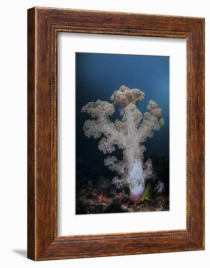 A Soft Coral Colony Grows on a Reef Slope in Indonesia-Stocktrek Images-Framed Photographic Print