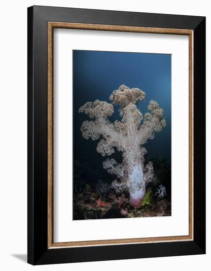 A Soft Coral Colony Grows on a Reef Slope in Indonesia-Stocktrek Images-Framed Photographic Print