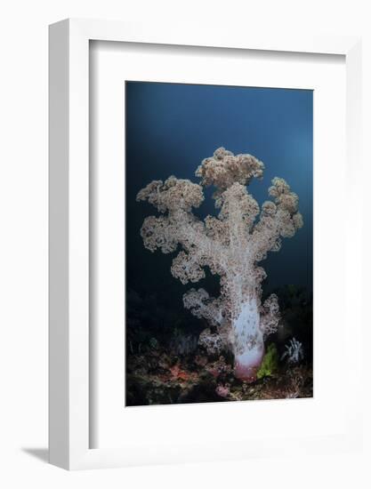 A Soft Coral Colony Grows on a Reef Slope in Indonesia-Stocktrek Images-Framed Photographic Print