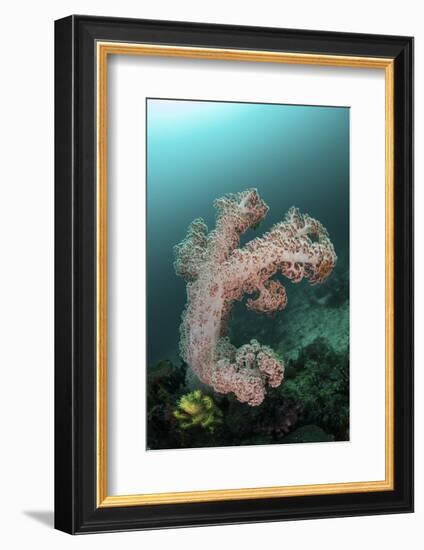 A Soft Coral Colony Grows on a Reef Slope in Indonesia-Stocktrek Images-Framed Photographic Print