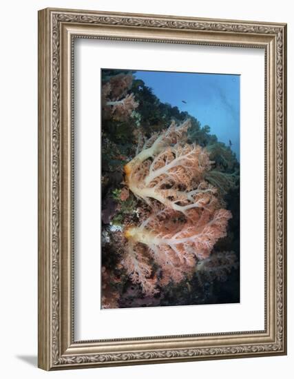 A Soft Coral Colony Grows on a Reef Slope in Indonesia-Stocktrek Images-Framed Photographic Print