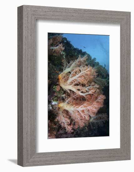 A Soft Coral Colony Grows on a Reef Slope in Indonesia-Stocktrek Images-Framed Photographic Print