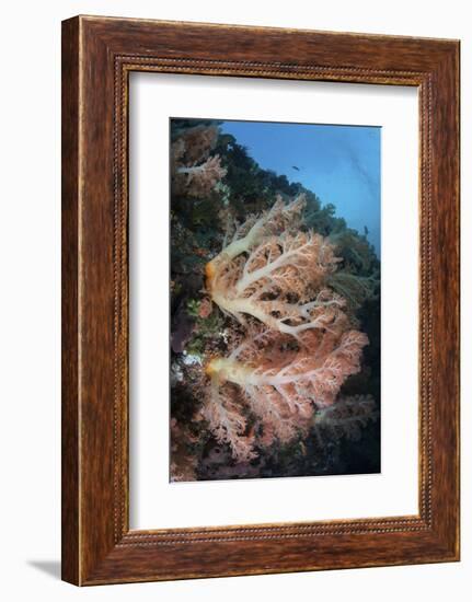 A Soft Coral Colony Grows on a Reef Slope in Indonesia-Stocktrek Images-Framed Photographic Print