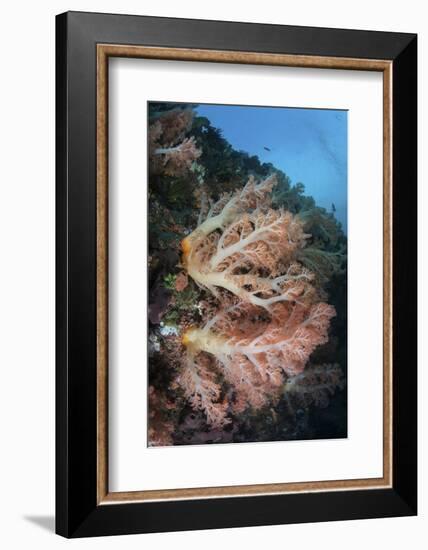 A Soft Coral Colony Grows on a Reef Slope in Indonesia-Stocktrek Images-Framed Photographic Print