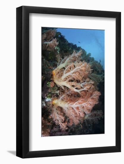 A Soft Coral Colony Grows on a Reef Slope in Indonesia-Stocktrek Images-Framed Photographic Print